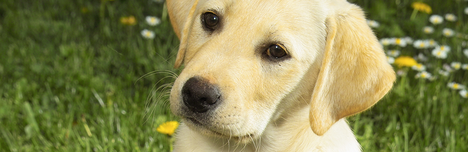 Labradors vom Riesenhof